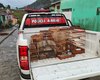 Homem é autuado com onze aves silvestres mantidas em cativeiro em Joaquim Gomes