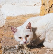 Idosa é encontrada morta e com metade do corpo devorado por seus gatos