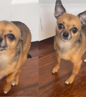 Cachorro finge estar doente para tutora faltar ao trabalho