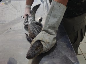 Período chuvoso aumenta a presença de animais silvestres em áreas urbanas