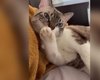 [Vídeo] Gato reage a fofoca sobre PET da vizinha como quem tem culpa no cartório