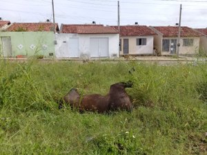 Prefeitura não recolhe animal morto e moradores não suportam fedentina