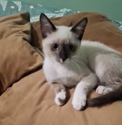 Gata de apoio emocional para idoso com depressão desaparece em Arapiraca