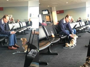 Cadela consola homem ‘desconhecido’ que lidava com morte do seu cão