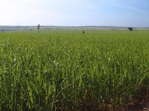 Para produtores, crédito internacional é salvação da indústria da cana em AL
