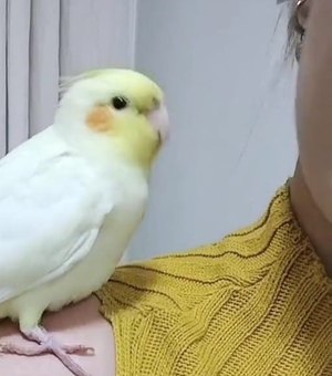 Calopsita de estimação desaparece e família faz apelo para encontrá-la em Arapiraca