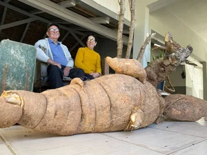 Pé de mandioca gigante de 112 kg levou 4 horas para ser colhido em SC
