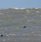 Tubarões são vistos perto da orla, em Sergipe