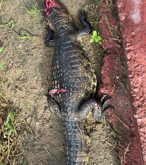 Jacaré é encontrado morto às margens do Riacho Piauí, em Arapiraca