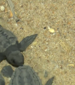 Doze tartarugas marinhas são encontradas na praia de Jatiúca