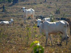 Agropecuária nordestina ganha plano de ação para o seu desenvolvimento