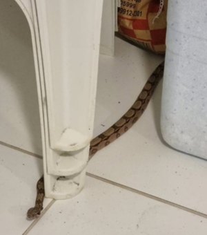 Jibóia invade residência em Marechal Deodoro e é resgatada pelo BPA