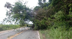 Rajadas de vento que podem ultrapassar 50 km/h irão atingir Alagoas, alerta Semarh
