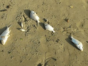 IMA divulga resultado da análise sobre mortandade de peixes em Porto de Pedras