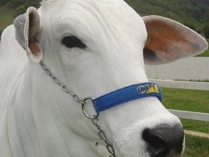 Governo distribuirá doses de sêmen para pequenos e médios produtores