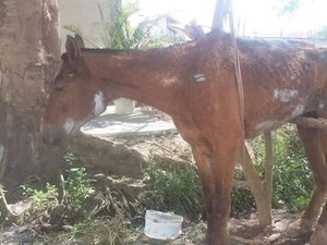 Cavalo agoniza há 48 horas e zoonoses não atende pedidos de resgate