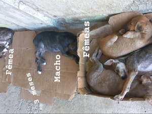 Moradora de Arapiraca pede ajuda para doar filhotes de cachorro abandonados