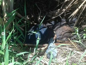 Corpo de idoso, ex-funcionário da Codevasf, é encontrado dentro de canavial