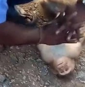 Taxista ressuscita macaco na Índia, após animal ser atacado por cachorro; assista