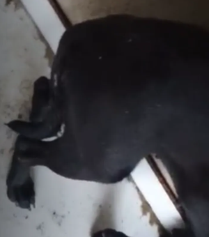 Polícia Civil investiga denúncia de estupro contra cadela no Pilar