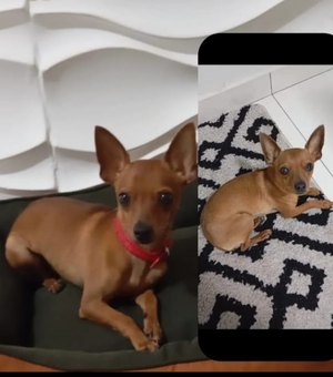 Tutora tenta localizar cachorro da raça pinscher que desapareceu em Arapiraca