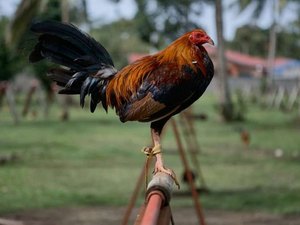 Galo usado em rinha ilegal mata o próprio dono com facada