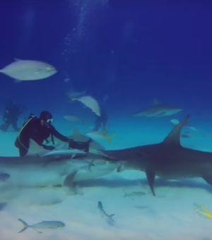Tubarões cercam mergulhadores e brigam por comida 
