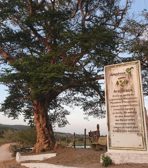 [Vídeo] Arapiraca, da frondosa árvore com sombra boa ao município destaque de AL