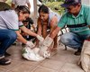 Vacinação antirrábica acontece neste sábado (27) em Girau do Ponciano