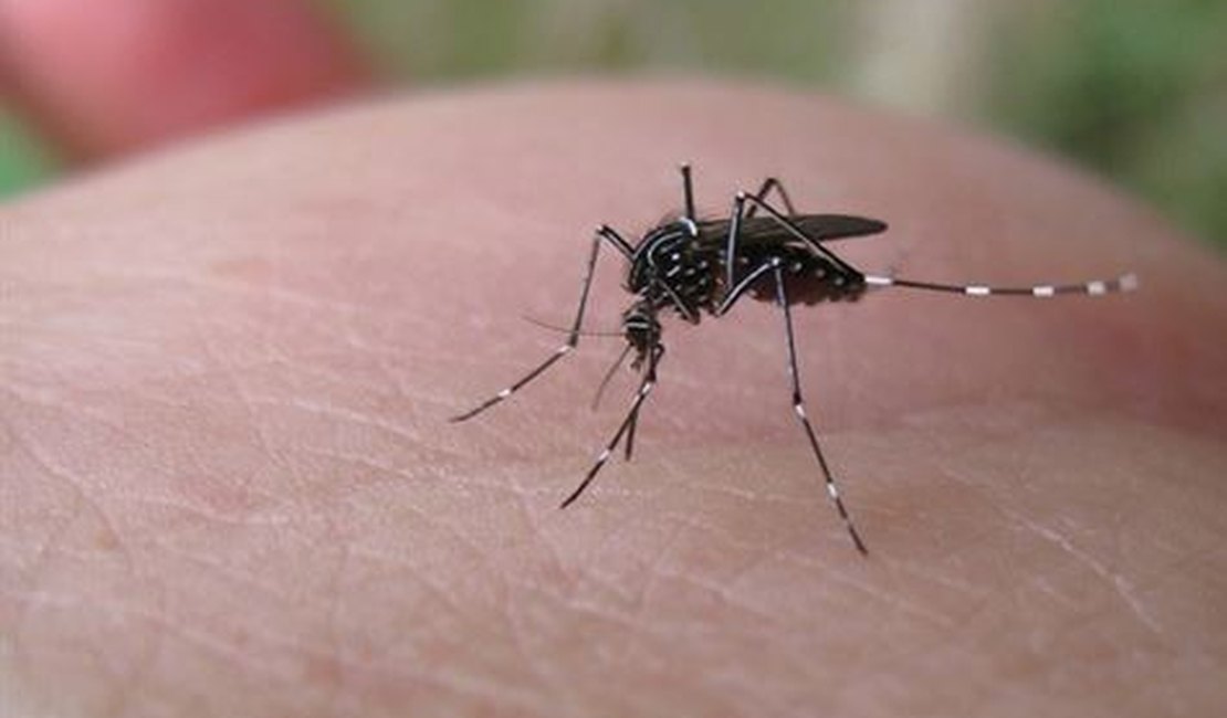 Alagoas tem 66 cidades em alerta ou risco de dengue, zika e chikungunya