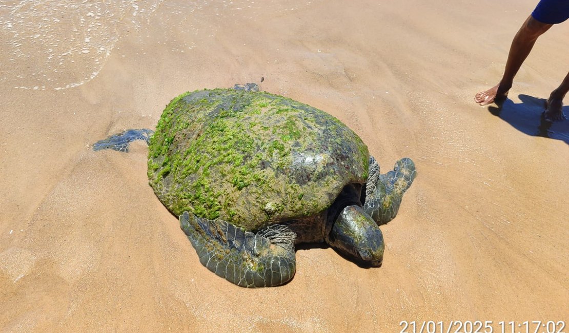 Tartaruga marinha encalha na praia de Garça Torta, em Maceió