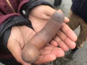 Milhares de ‘peixes-pênis’ são encontrados em praia após tempestade