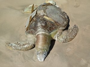 Tartaruga é encontrada morta em praia de Maragogi