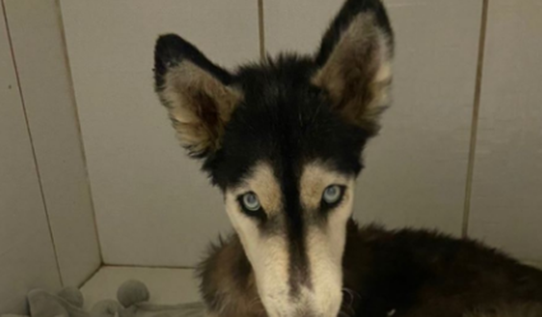 Cadela resgatada por arapiraquense não resiste a cirurgia e morre