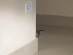 Gata travessa se esconde e viraliza com olhar bastante misterioso