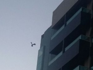 Gaviões amedrontam moradores de Arapiraca