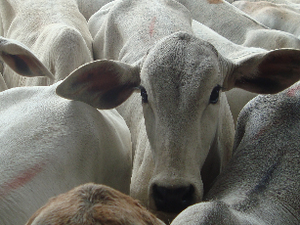Termina nesta quarta-feira (30) segunda etapa da campanha de vacinação contra a febre aftosa em AL