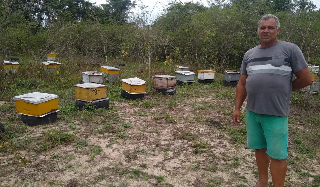 [Vídeo] Apesar das dificuldades, apicultor mantém produção de mel orgânico em Arapiraca