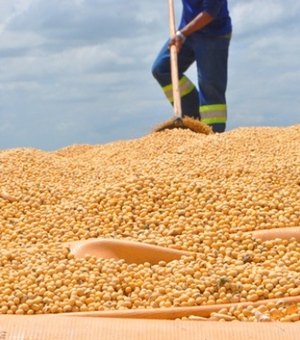 Alagoas terá mais de mil hectares plantados com soja em 2018  