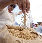 Governo distribuirá 200 toneladas de sementes de arroz na próxima semana
