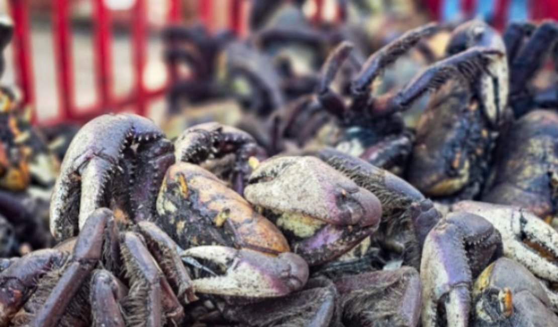 Operação resgata 700 aves e caranguejos mantidos e vendidos ilegalmente em Arapiraca