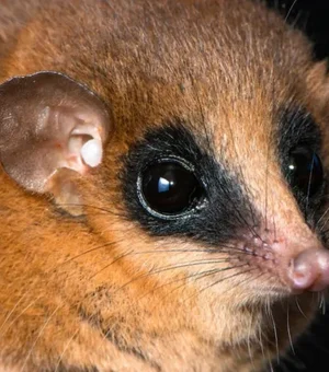 Cientistas descobrem nova espécie de mamífero após anos de estudo no Peru