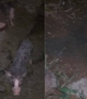 Moradores denunciam mau cheiro de pocilga e cobram providências em Coité