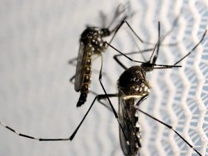 Estratégia de combate ao Aedes com larvicida vira política nacional