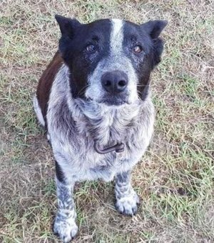 Cão surdo e parcialmente cego ajuda a resgatar menina desaparecida na Austrália