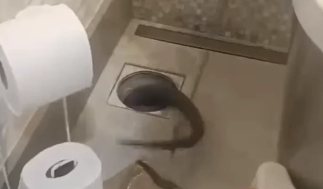 Silvia Abravanel reencontra cobra de estimação em casa após meses de sumiço