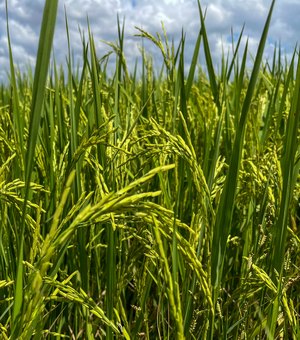 Seagri promove atividades técnicas de rizicultura irrigada no Baixo São Francisco de Alagoas