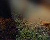 Homem é morto a tiros por grupo armado no Povoado Massagueira