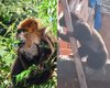 Além do bugio, veja outras espécies ‘diferentes’ de macacos encontradas em AL