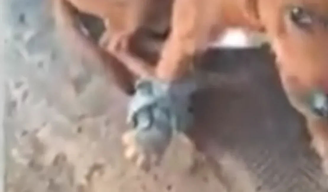 Cão é baleado durante ação policial em Maceió e caso é investigado pela Polícia Civil